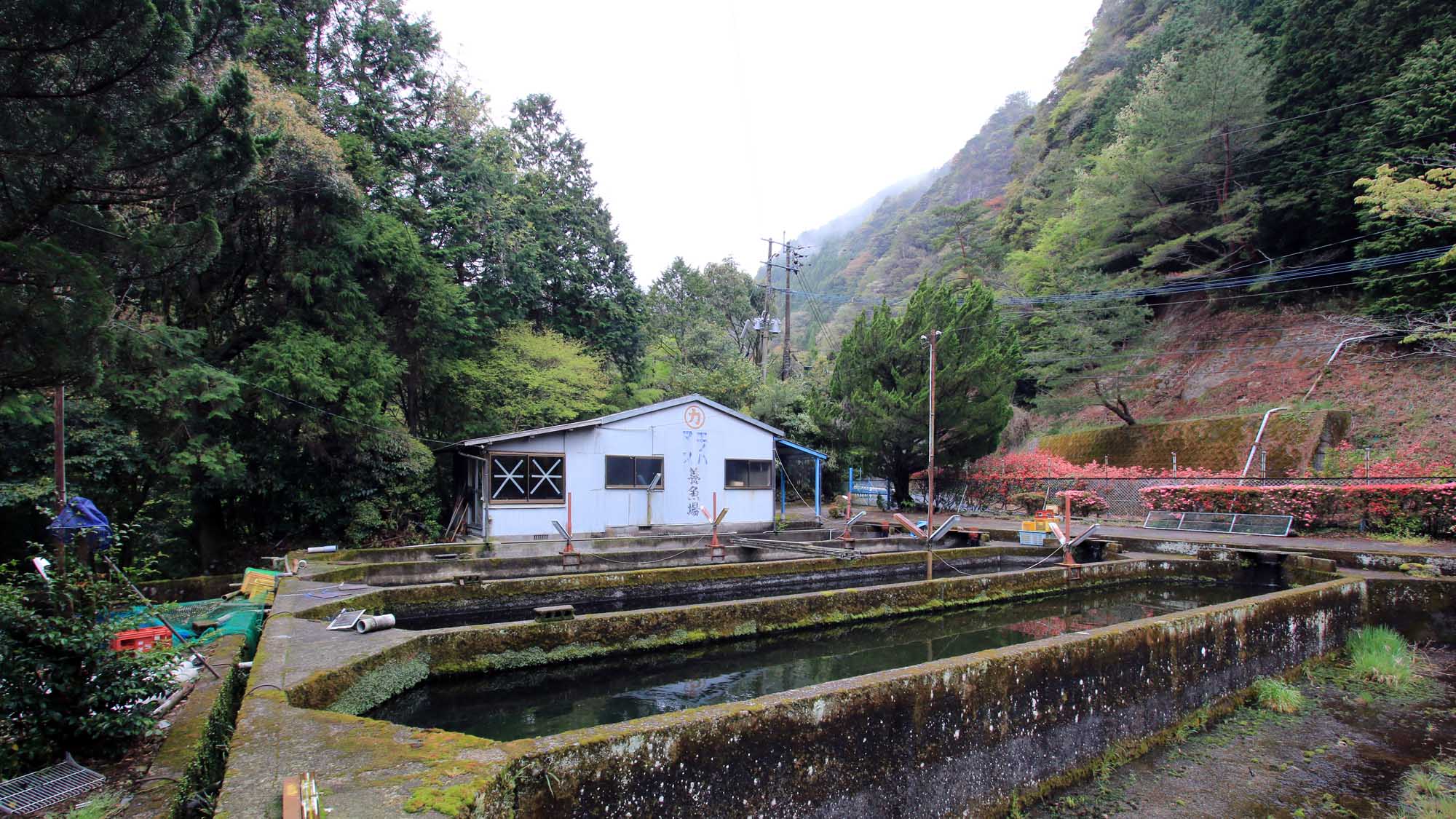 養魚場