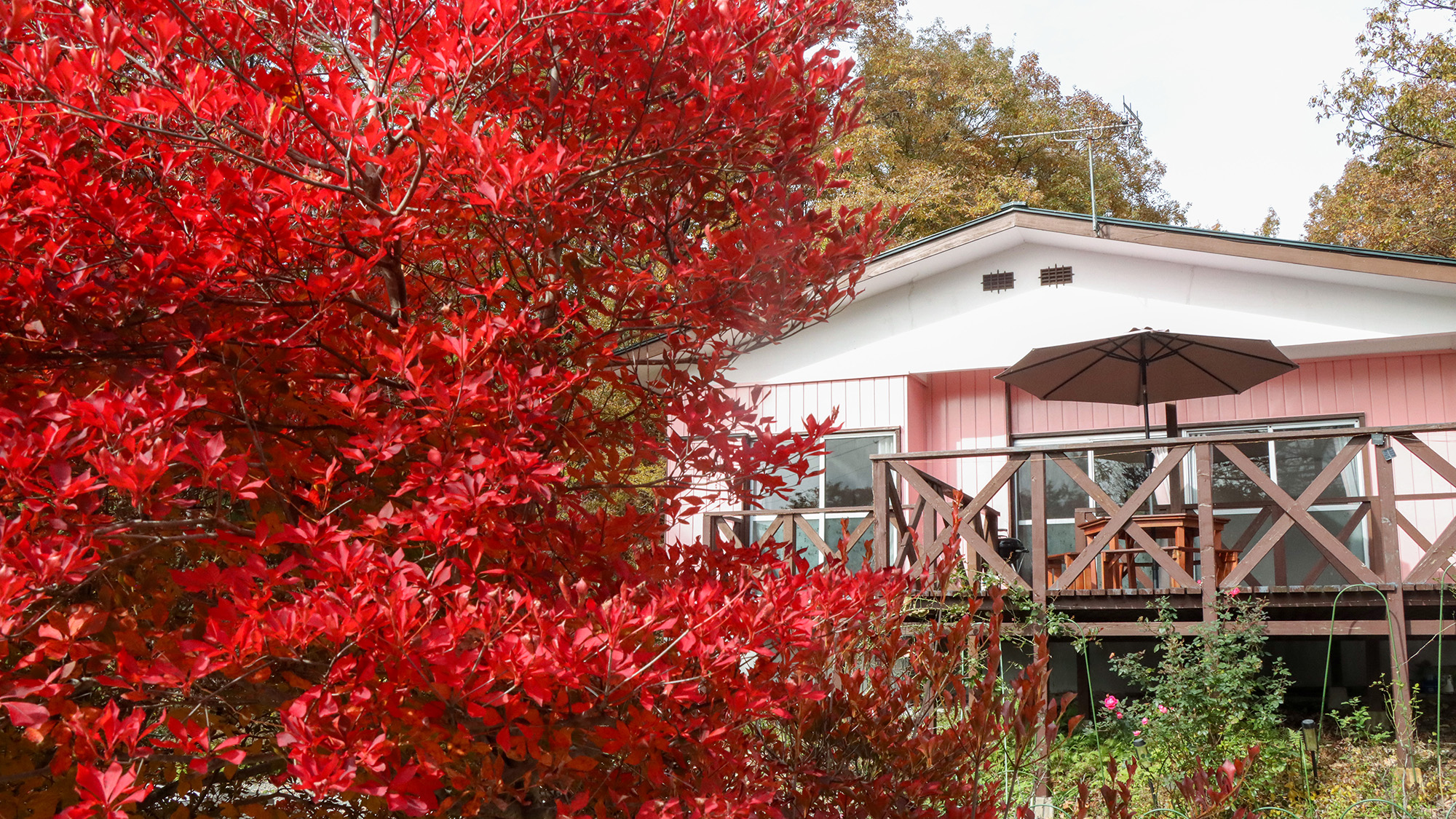 #ピンク　コテージの前に広がる木々は、赤や橙色に染まり訪れる皆様を温かく迎えます。