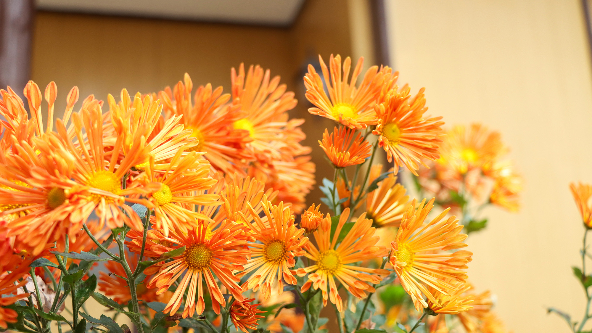 #イメージ　季節の花であるオレンジ色の菊が、まばゆいばかりの鮮やかさで庭先を彩っています。