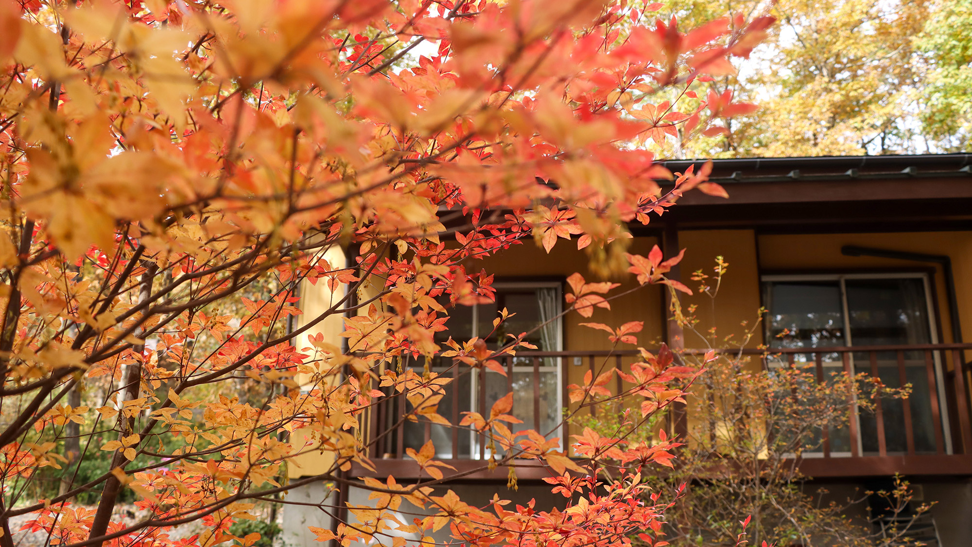 #ミント　秋の美しい木々に囲まれて、まるで絵画のような風景を創り出します。