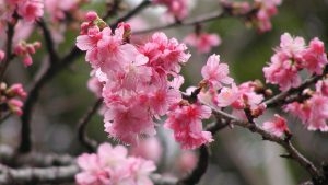 【ひと足お咲に花祭り】あったか沖縄は桜の季節！朝食デリバリー付き♪