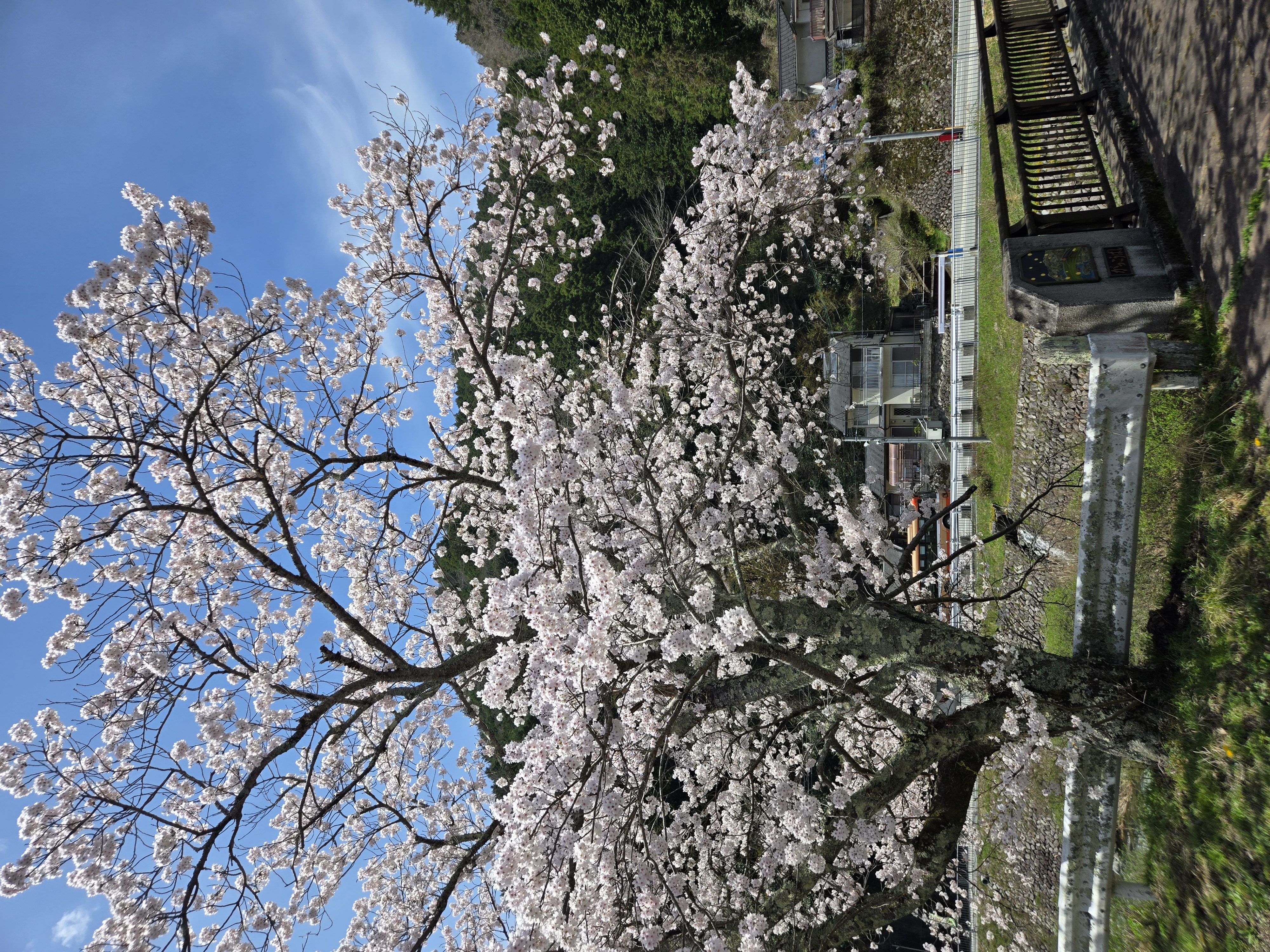 桜