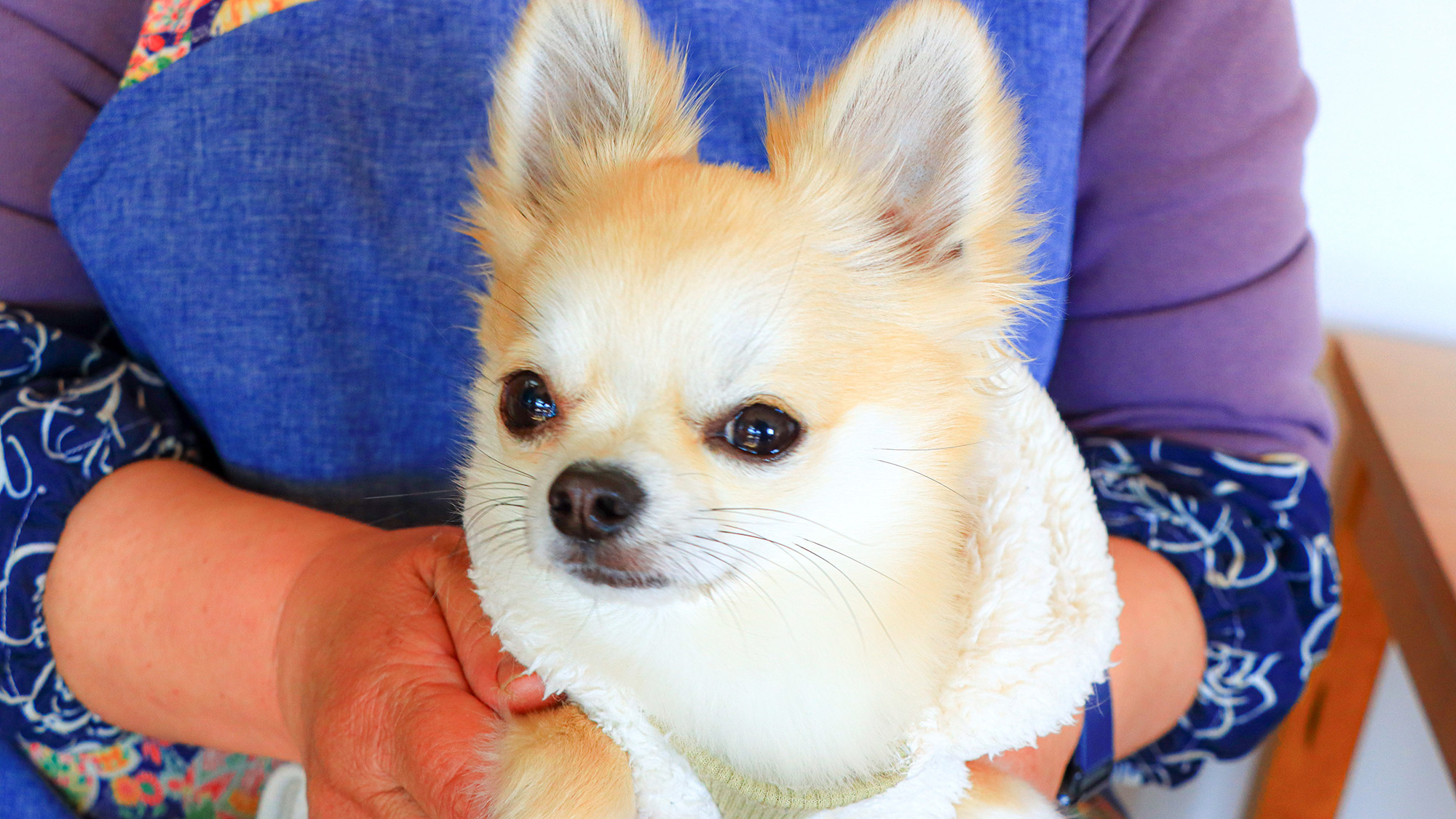 #当宿の看板犬が皆様にご挨拶♪