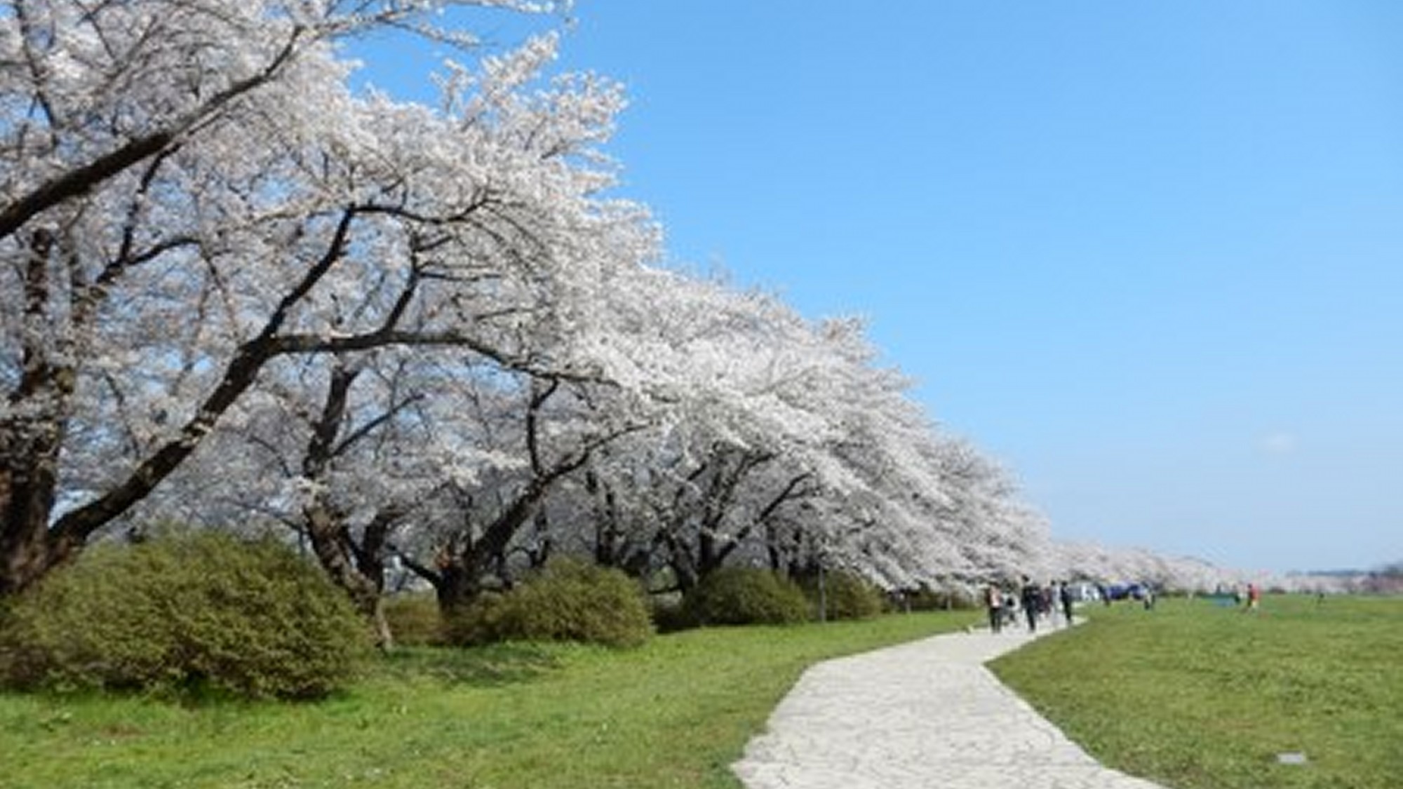 【　展勝地桜並木　】4月中旬から下旬が見ごろ