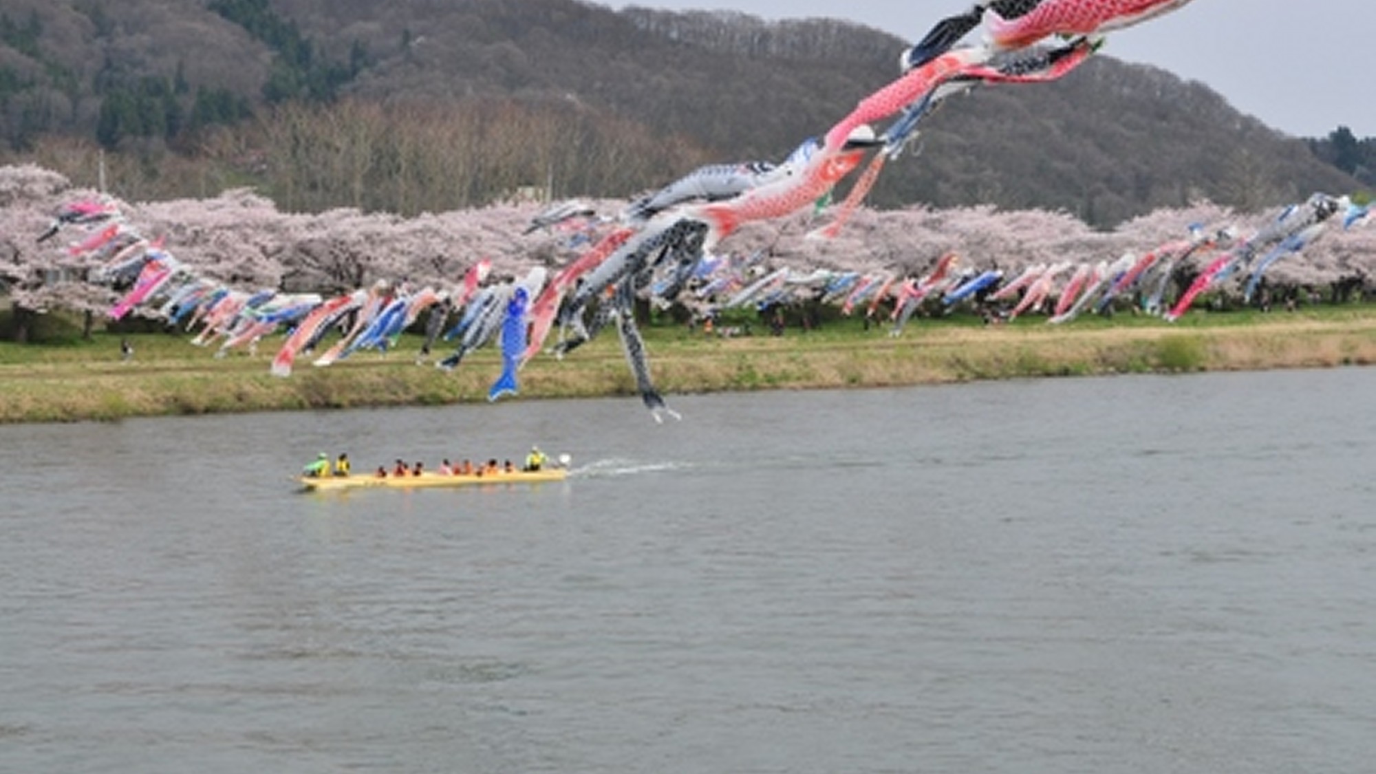 【　展勝地・遊覧船　】_1船から見る桜も絶景です