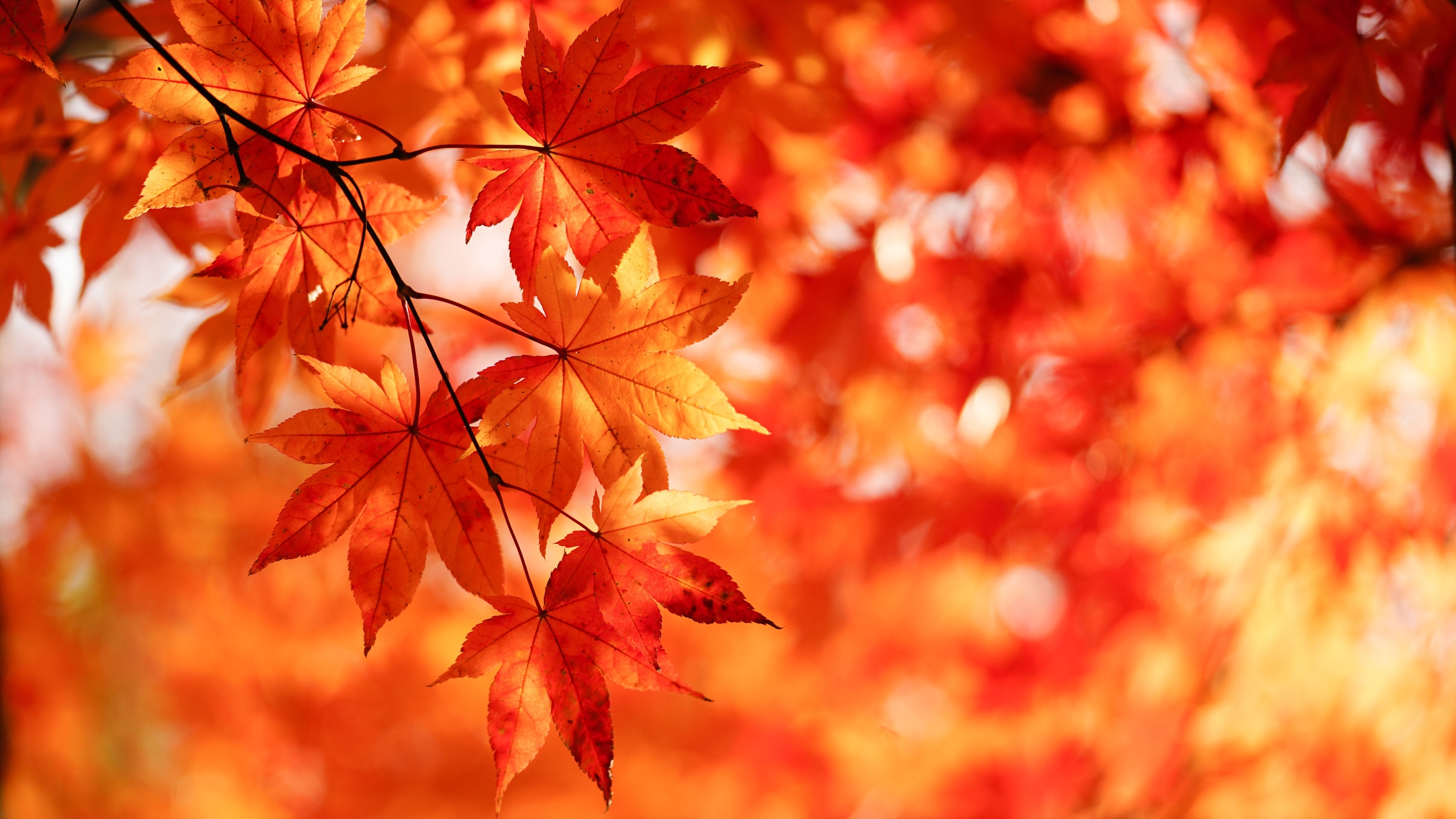 【紅葉プラン】京都の秋を満喫！シンプルステイ（朝食付）