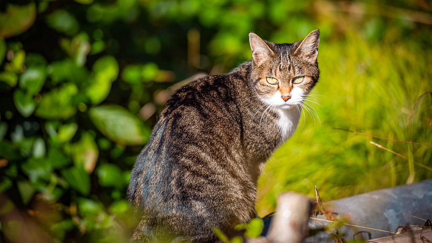 ・【猫】4匹のねこちゃんと住んでいます