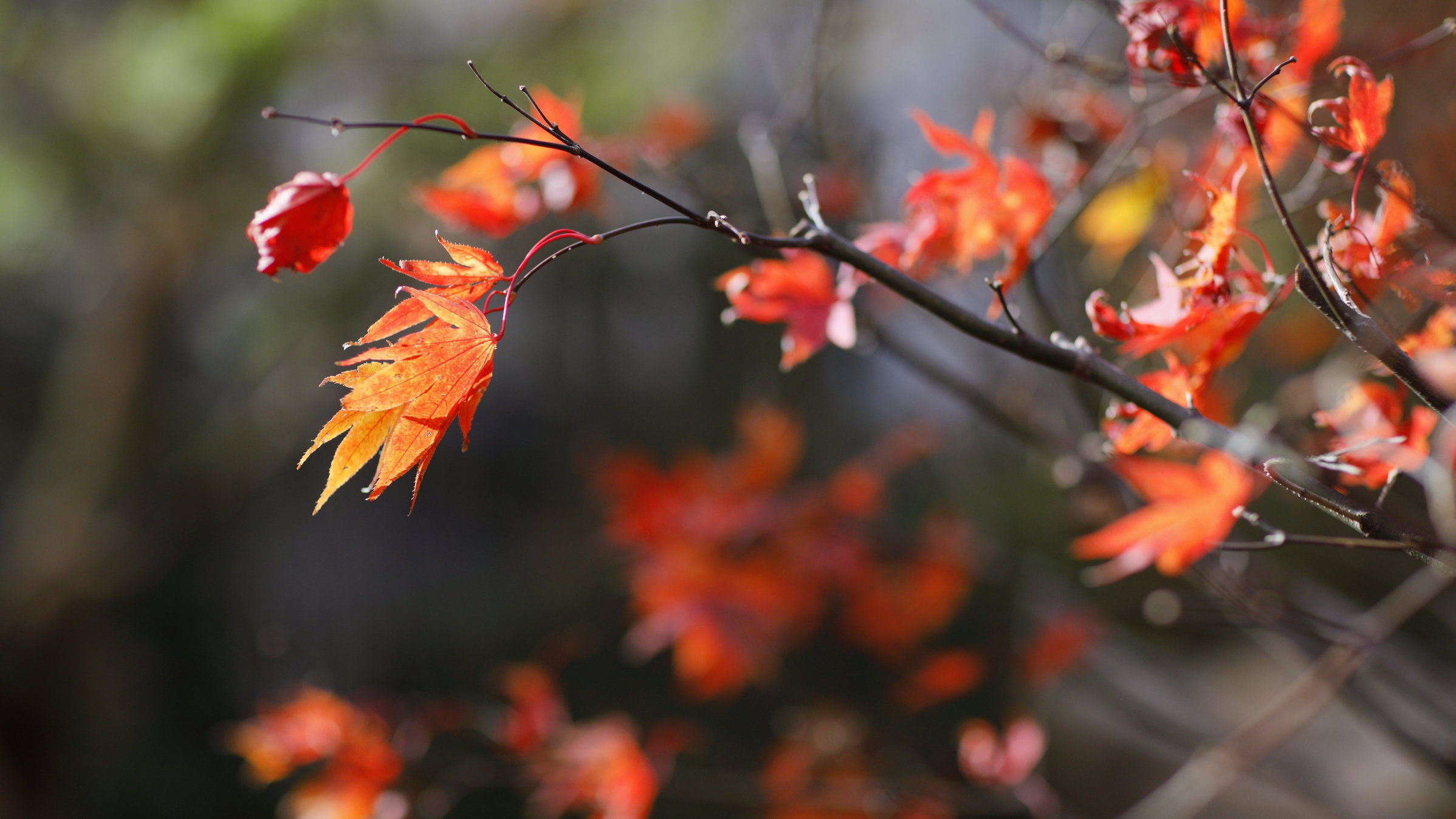 【スキンケア1箱付】上質なPOLA B.Aでセルフケアステイ／朝食付