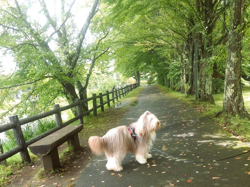 連泊　ログコテージで休日〜春夏秋の軽井沢。愛犬と一緒。