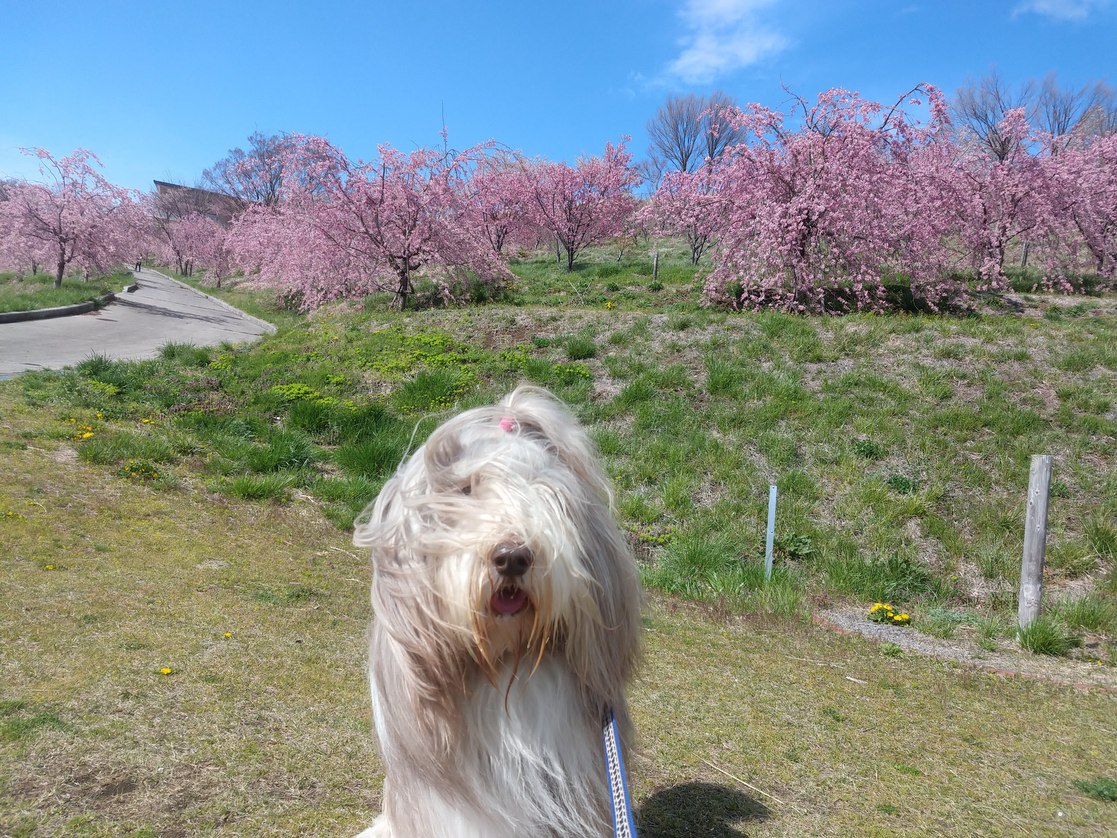 連泊　ログコテージで休日〜春夏秋の軽井沢。愛犬と一緒。