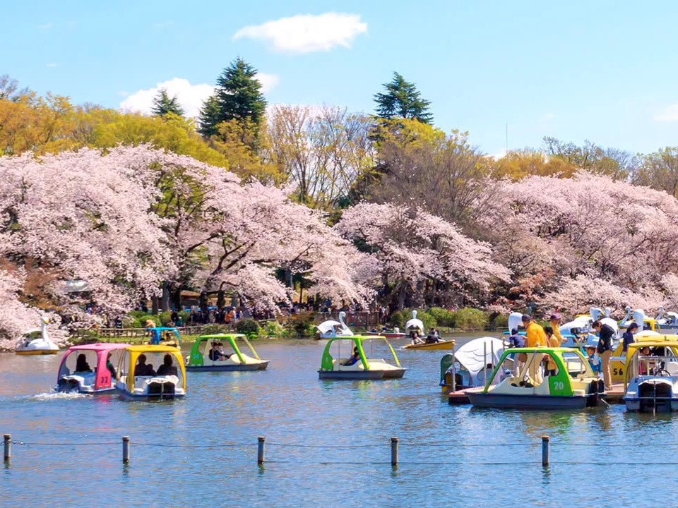 井の頭公園の桜