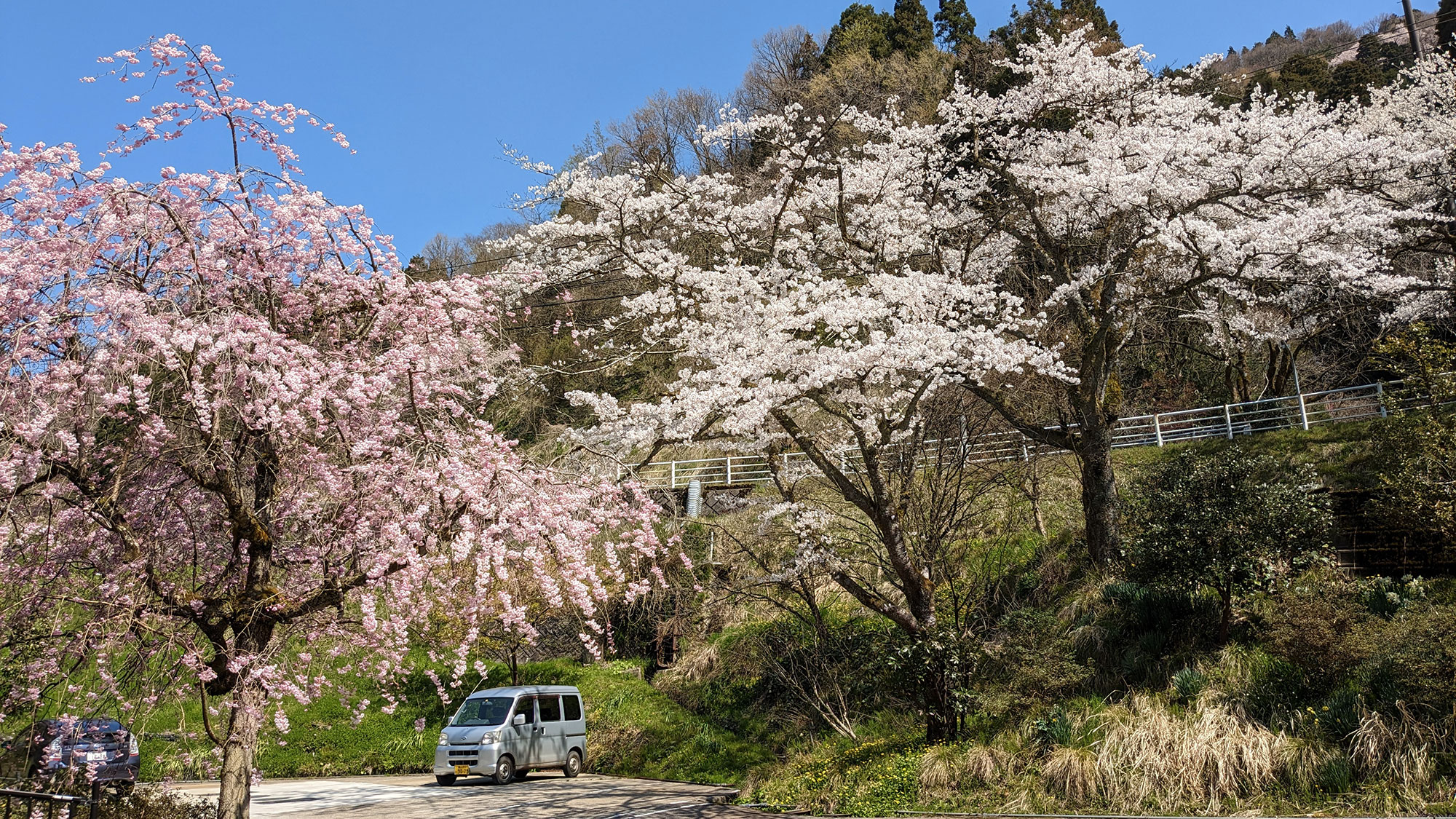 ・【春の駐車場】駐車場でも桜が満開。日ごろの喧騒を忘れられるのどかな時間をお楽しみください