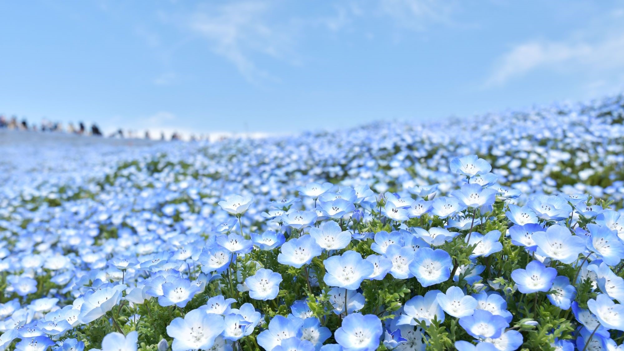 【特典付き】国営ひたち海浜公園へいこう！ネモフィラプラン＊スタンダードコース《燦々》1泊2食