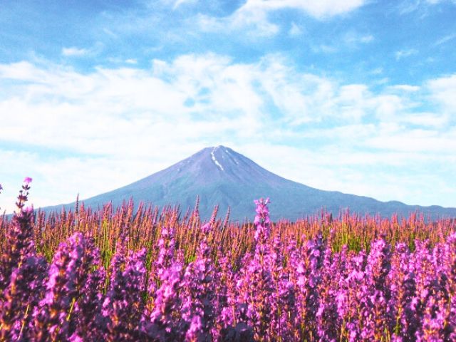 ハーブフェスティバル