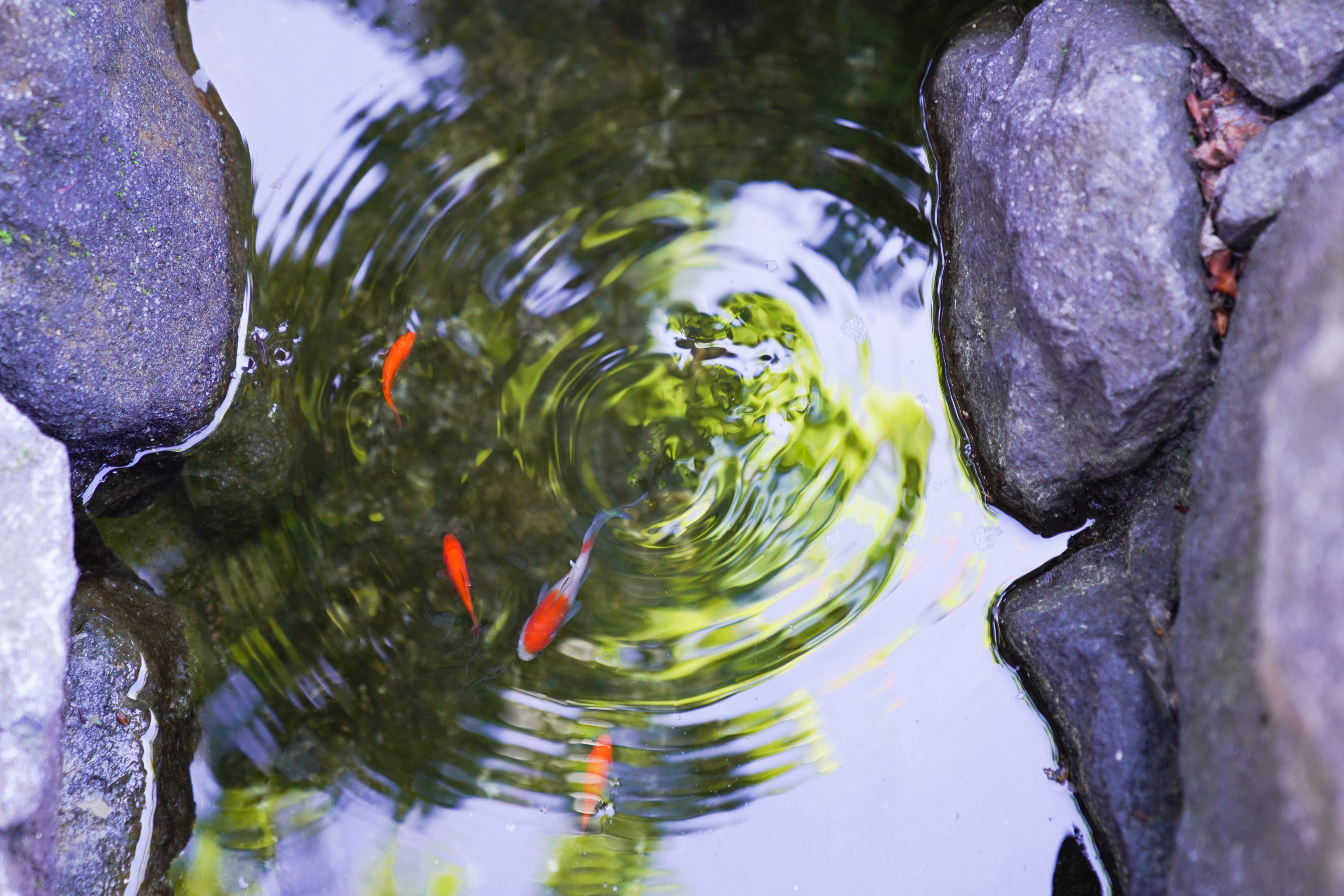 近づくとそっと隠れる、少し恥ずかしがりやな金魚たちがお出迎え