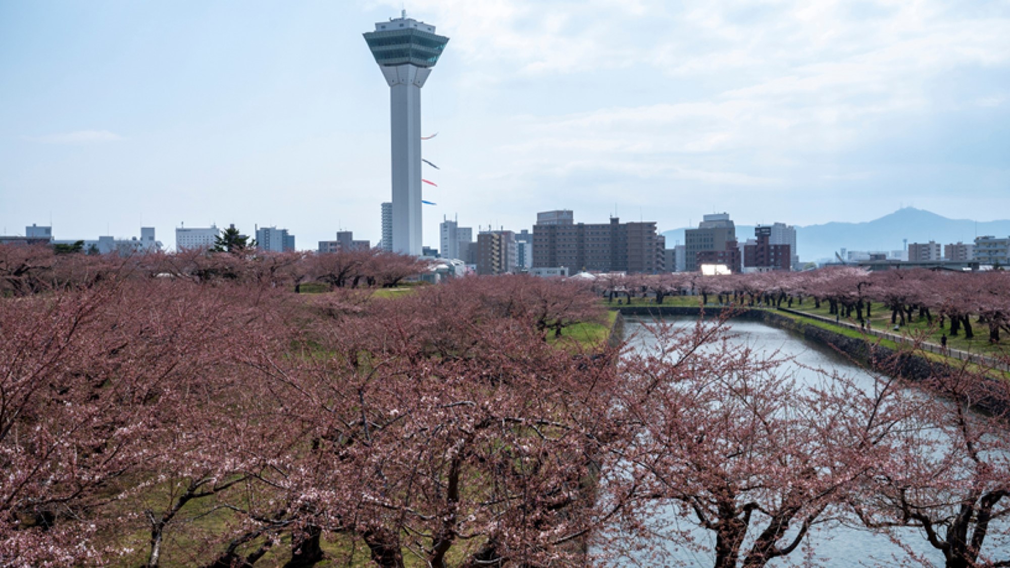 【周辺】五稜郭の桜　函館でも有数のお花見スポット。地上とタワー展望台の両方から桜をご覧いただけます。