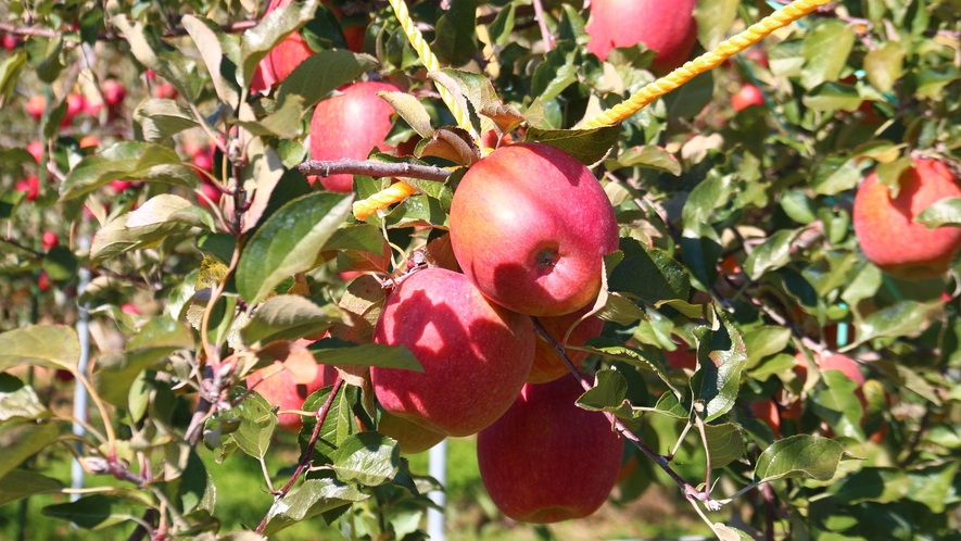 【周辺】丹精込めて育て収穫したりんご