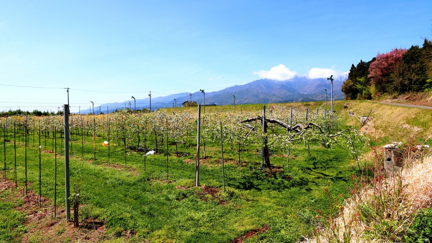 【周辺】アルプスを背景に広がる広大な畑でりんごを自家栽培しています。