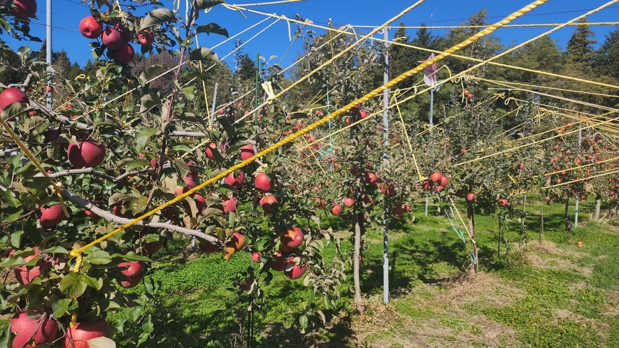 【周辺】自家農園・りんご畑