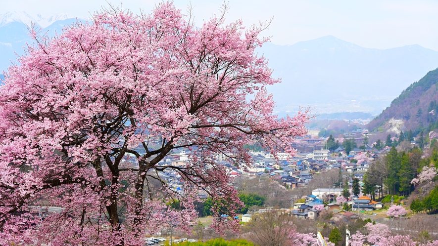【周辺】高遠城址公園の桜