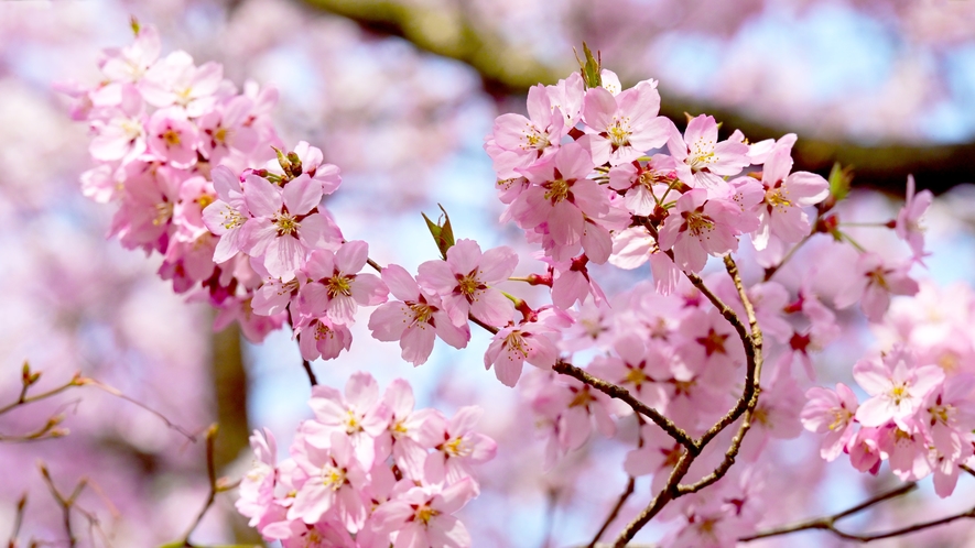 【周辺】高遠城址公園の桜