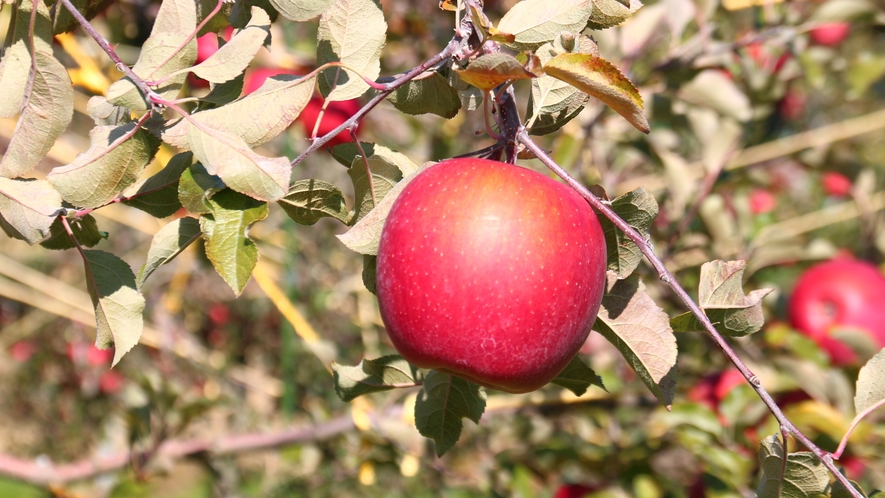 【周辺】丹精込めて育て収穫したりんご