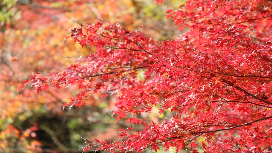 *中瀬遊歩道の紅葉