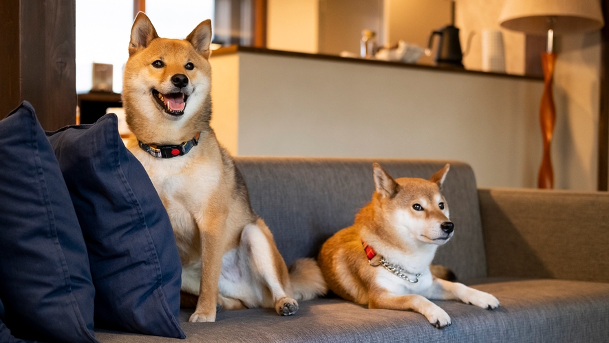 愛犬と一緒に泊まれるお宿