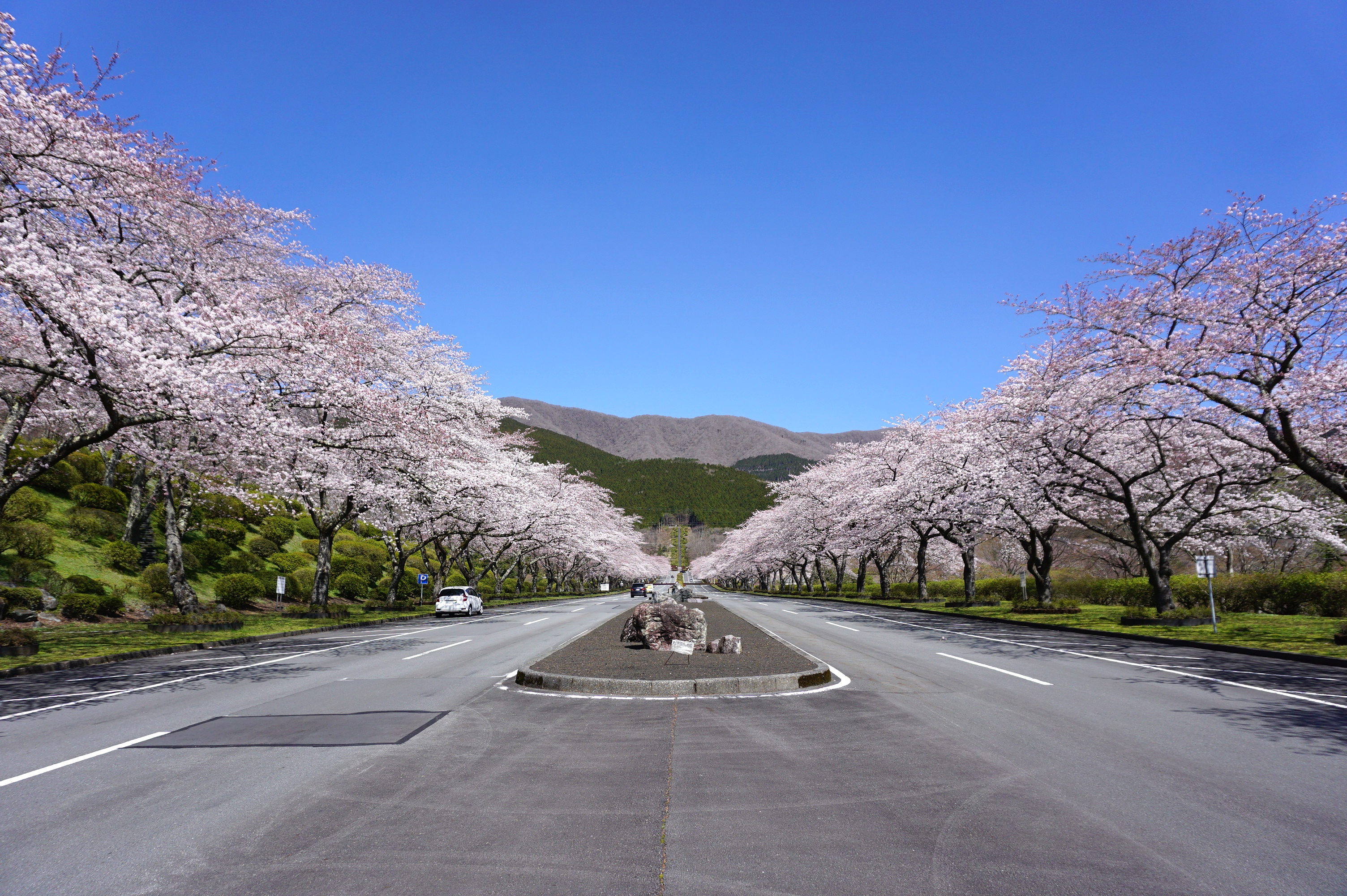桜の様子　富士霊園　