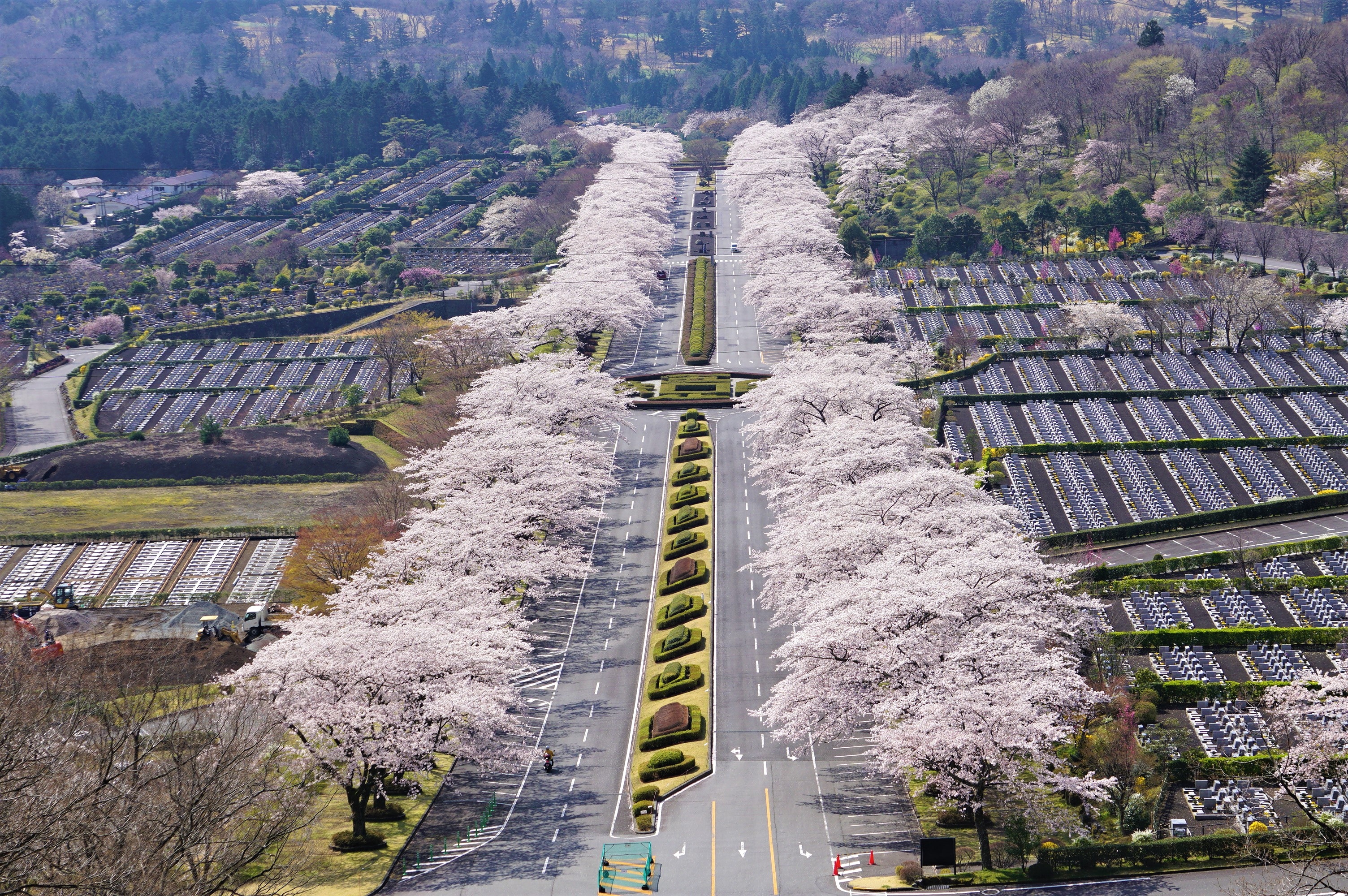 桜の様子　富士霊園　