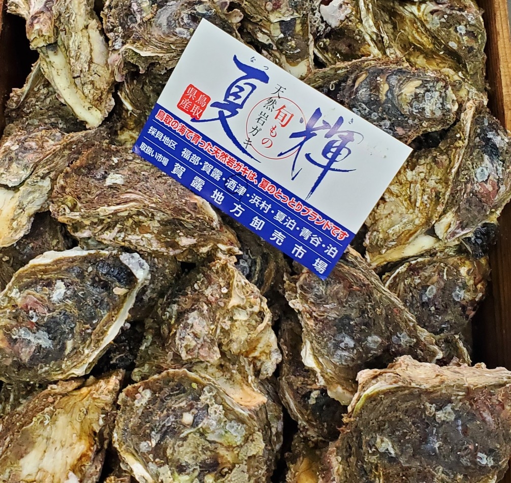 —期間限定—鳥取港水揚げの『蒸し岩ガキ付き白イカ御膳』1泊2食付きご宿泊プラン