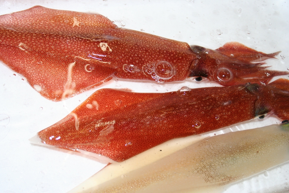 —期間限定—鳥取港水揚げの『蒸し岩ガキ付き白イカ御膳』1泊2食付きご宿泊プラン