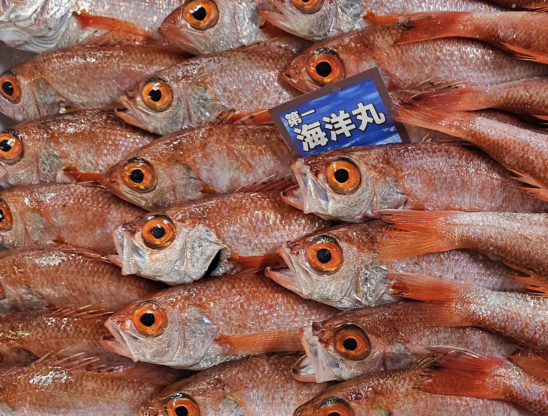 賀露港水揚げ新物のどぐろ