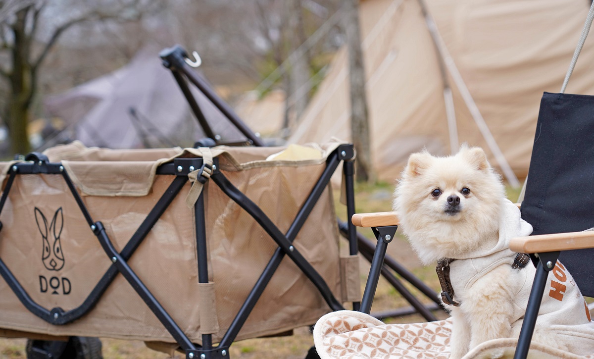 愛犬と一緒に泊まれるサイトもございます。