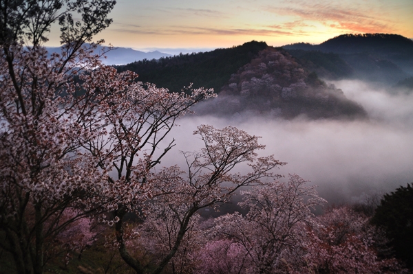 春の絶景【吉野山観桜】一目千本の吉野桜におススメプラン（2食付）