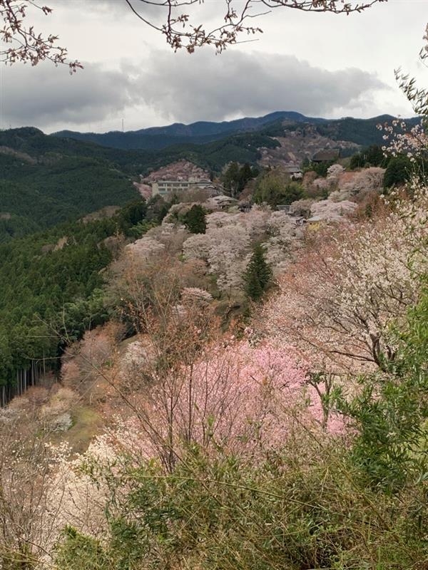 【春の期間限定】吉野山桜の絶景と、心に触れる祈りの時間「秘仏本尊特別ご開帳」拝観券付きプラン