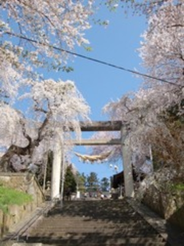【南陽市・観光情報】日本一の石造りの鳥居と桜(当館から徒歩5分)