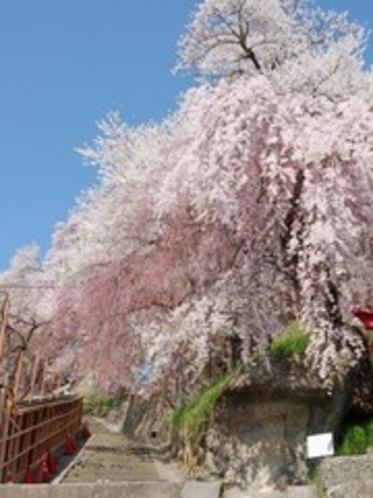 【南陽市・観光情報】寺坂の枝垂桜(当館から徒歩2分)