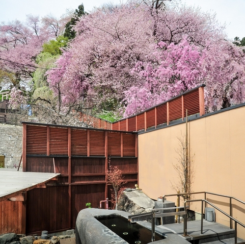 【東湯】桜を眺める露天風呂