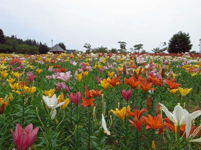 【飯豊・観光情報】飯豊どんでん平ゆり園は東日本最大級のゆり園（当館より35分）花の見頃は６月～７月