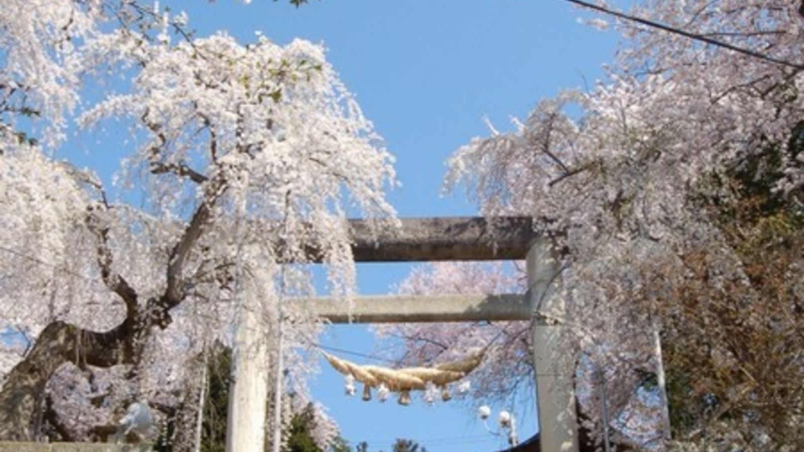 【南陽市・観光情報】日本一の石造りの鳥居と桜(当館から徒歩5分)