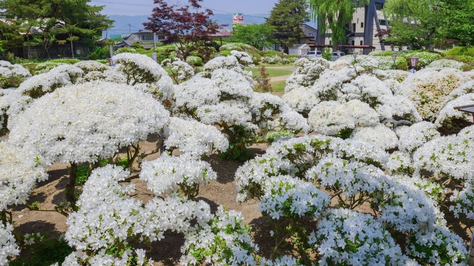 【長井市・観光情報】白つつじ公園（車で30分程）約三千株のつつじが咲きまるで雪が降り積もったよう♪