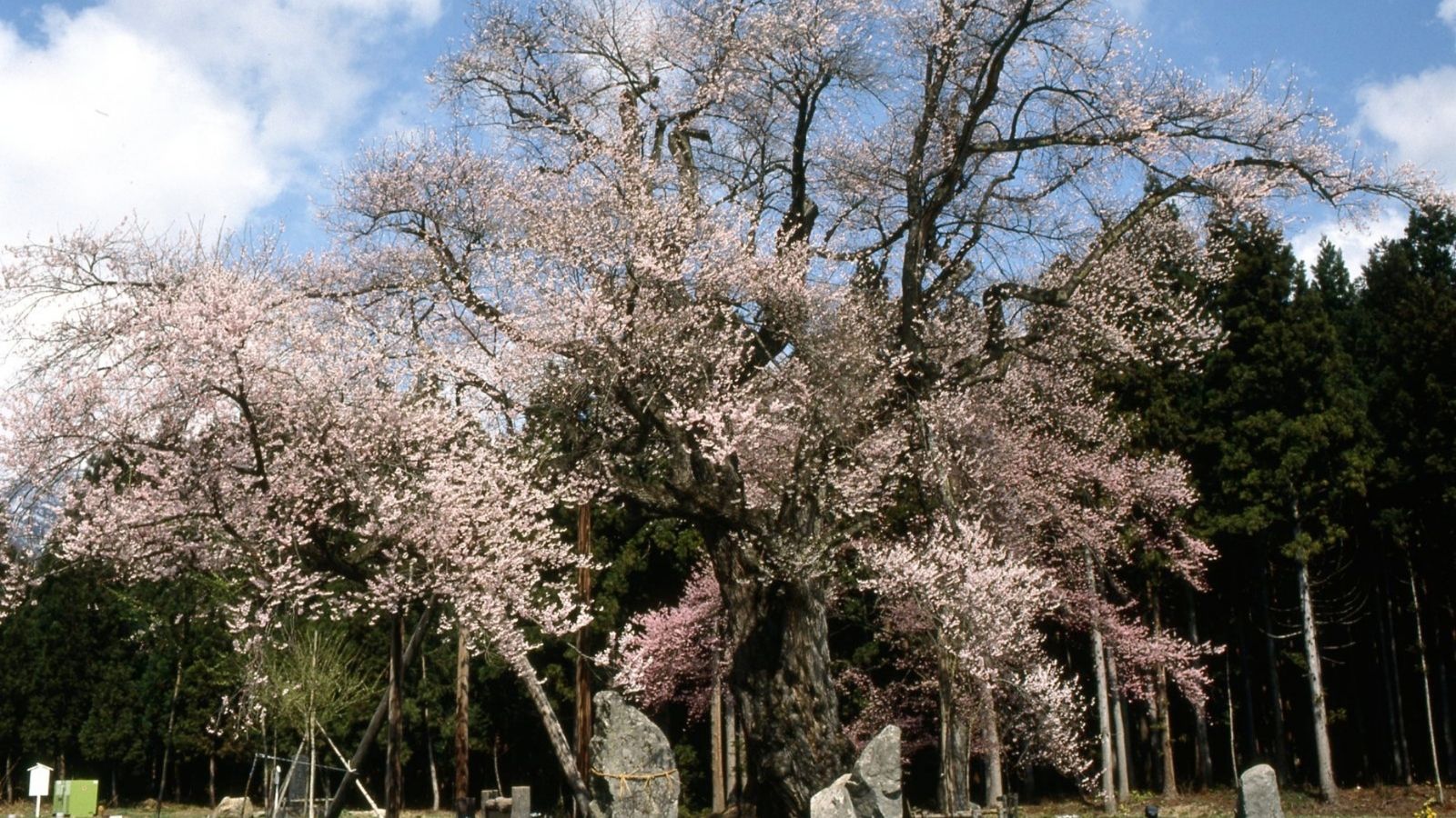 【置賜さくら回廊・釜ノ越さくら】車で35分程、県指定天然記念物の樹齢約八百年の桜の巨木が見事