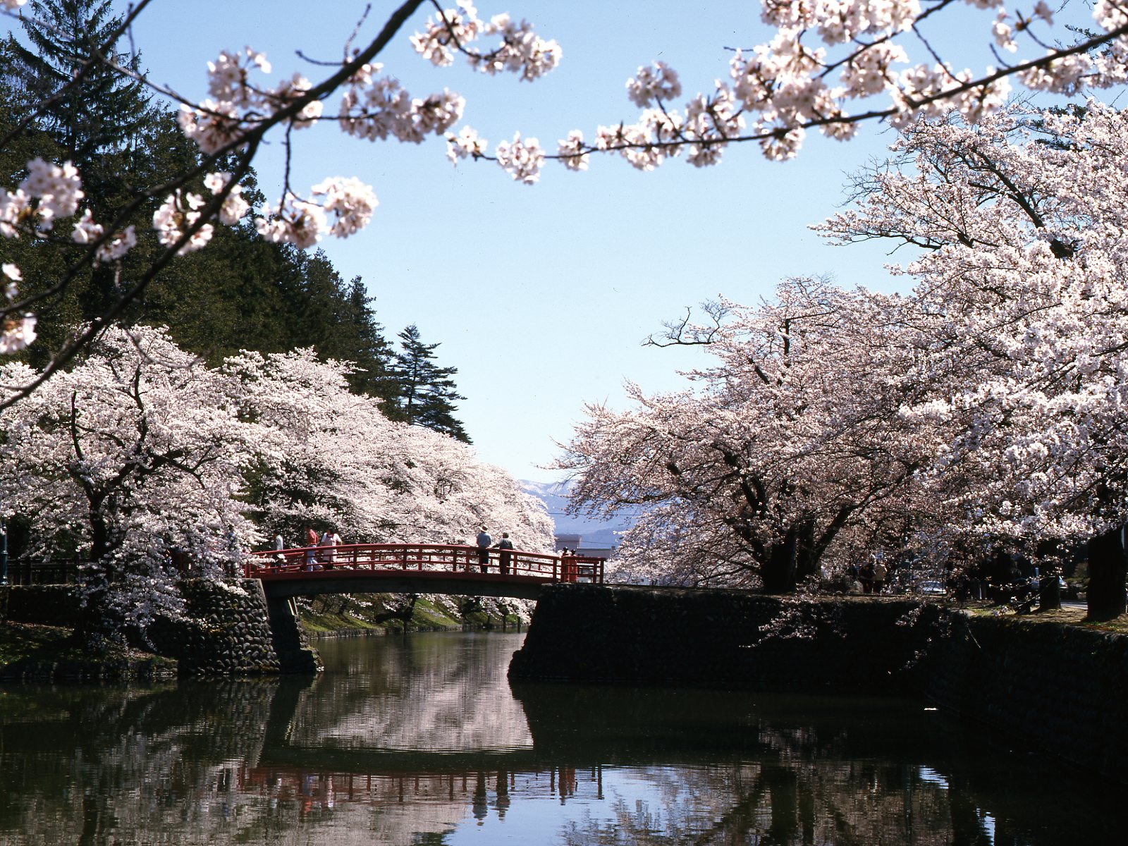 【米沢市・観光情報】松が岬公園の桜（車で30分程）米沢城址本丸の濠沿いにあり濠の水面に映る桜が見事