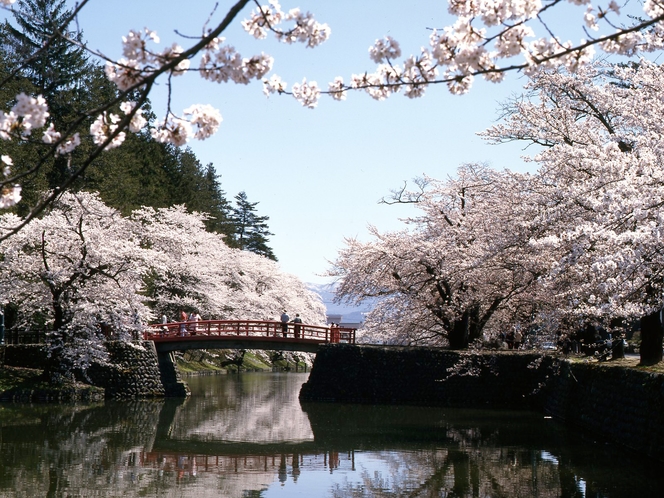 【米沢市・観光情報】松が岬公園の桜（車で30分程）米沢城址本丸の濠沿いにあり濠の水面に映る桜が見事