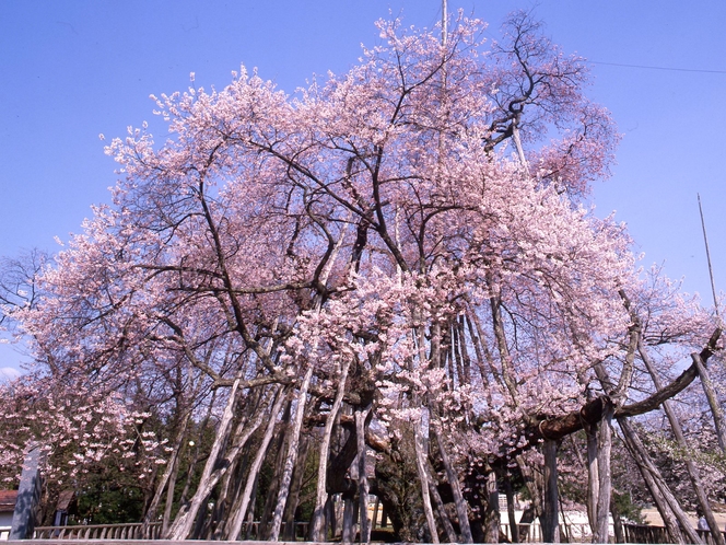 【置賜さくら回廊・伊佐沢の久保桜】車で30分程、国の天然記念物に指定された樹齢約千二百年の桜