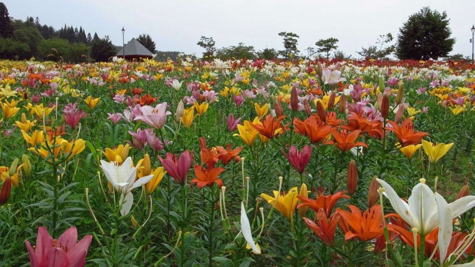 【飯豊・観光情報】飯豊どんでん平ゆり園は東日本最大級のゆり園（当館より35分）花の見頃は６月～７月