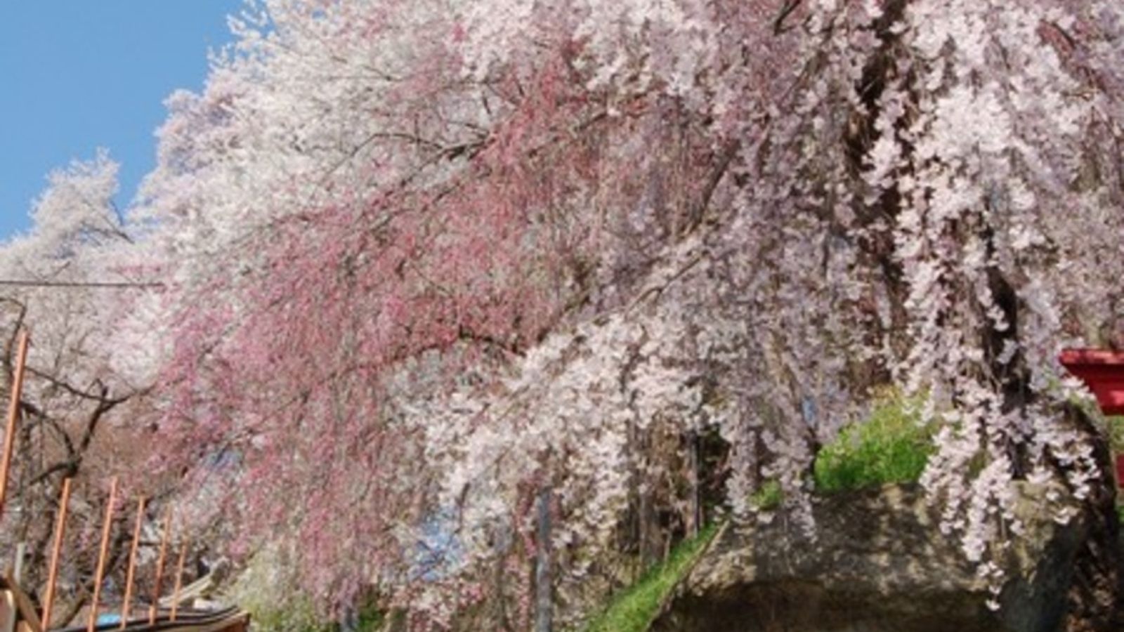 【南陽市・観光情報】寺坂の枝垂桜(当館から徒歩2分)