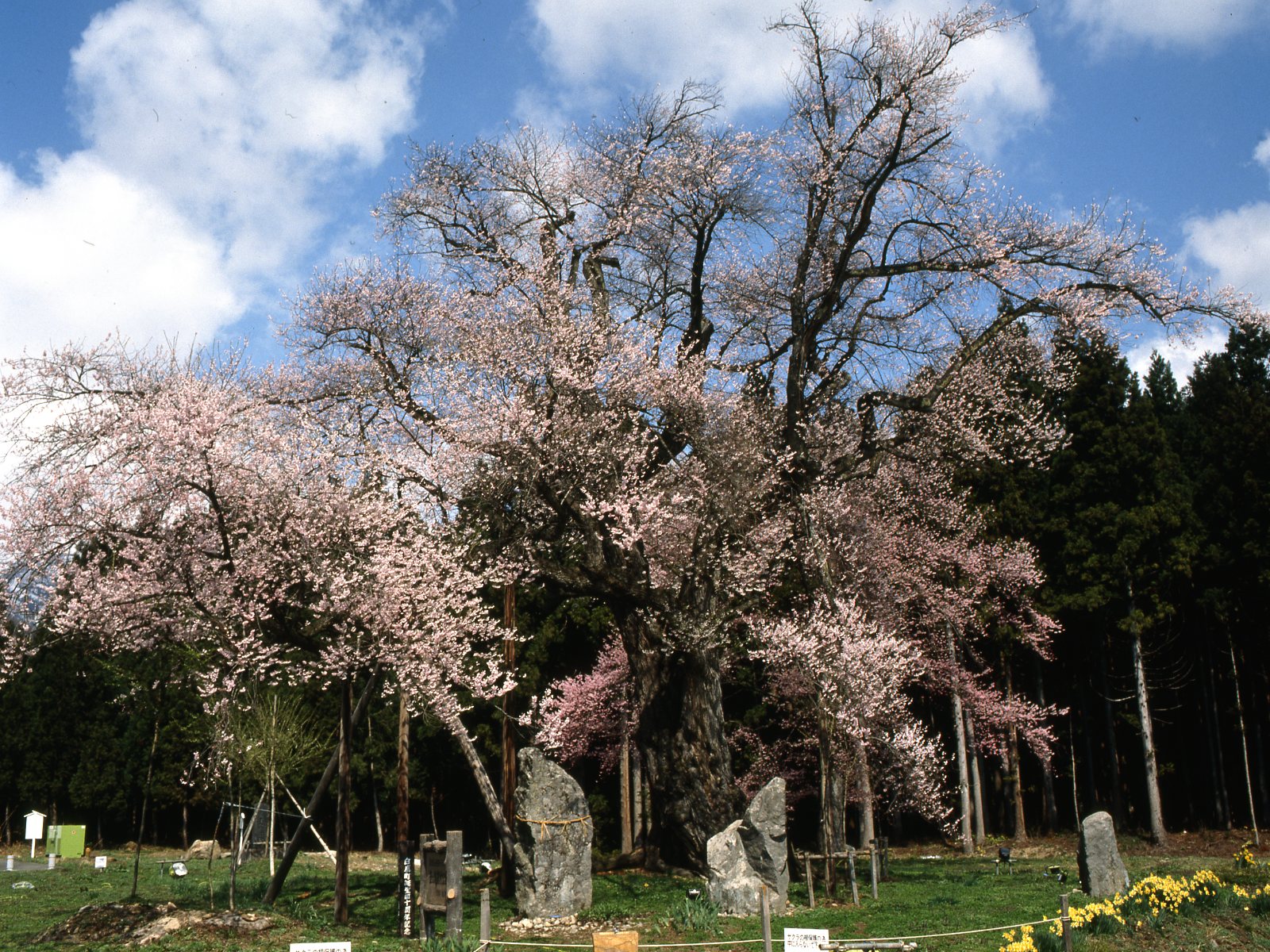 【置賜さくら回廊・釜ノ越さくら】車で35分程、県指定天然記念物の樹齢約八百年の桜の巨木が見事