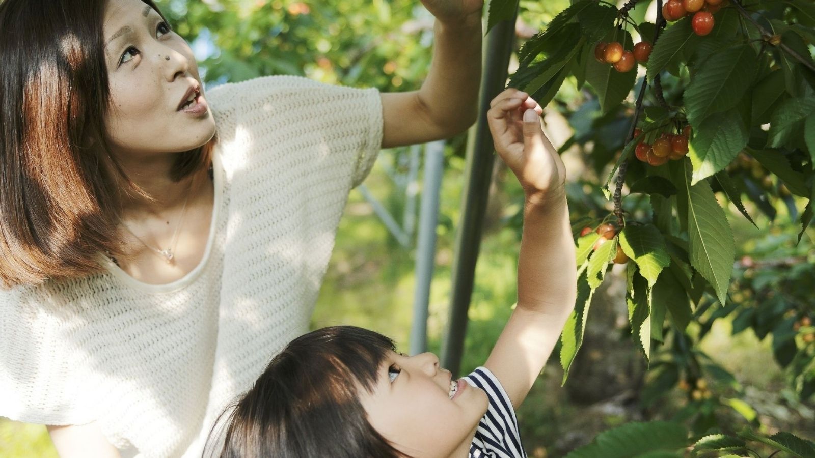【南陽市・観光情報】山形の初夏の体験「さくらんぼ狩り」、車で15分程に多数の観光サクランボ園があり